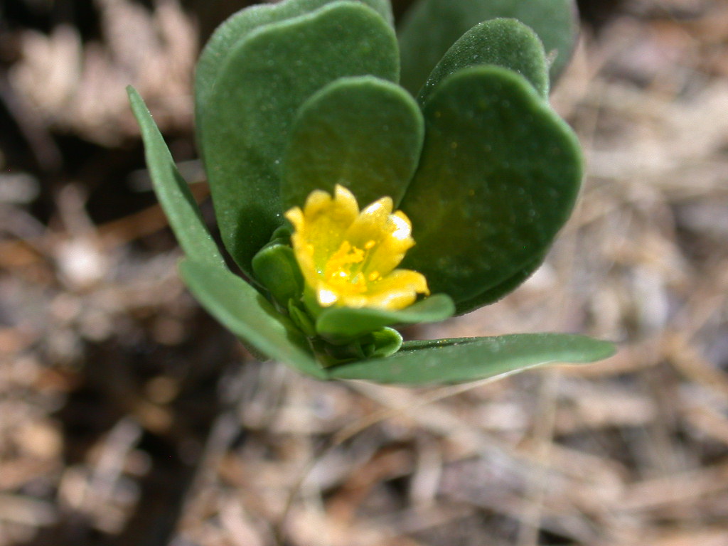 Portulaca oleracea / Porcellana comune